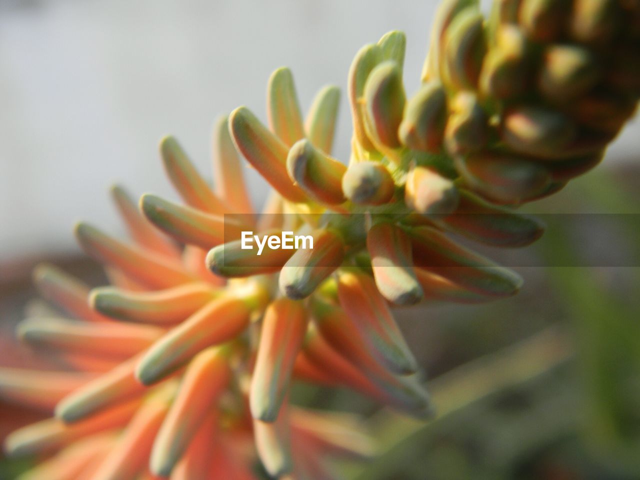 CLOSE-UP OF FLOWER BUD