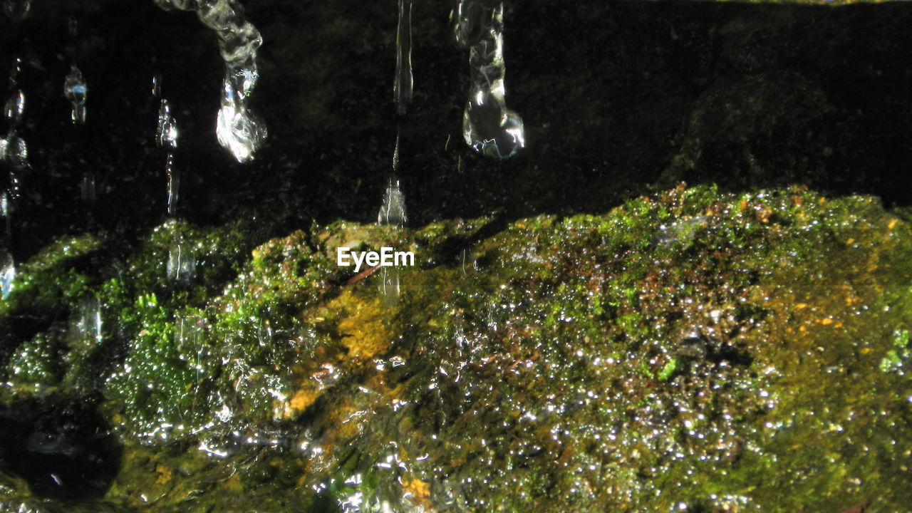 CLOSE-UP OF FRESH GREEN WATER