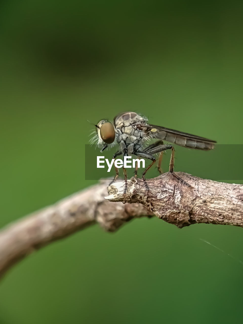 Close-up of insect on twig