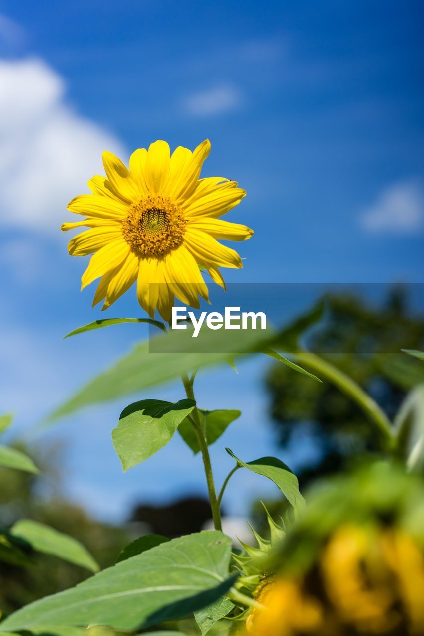 CLOSE-UP OF YELLOW FLOWERING PLANT ON FIELD