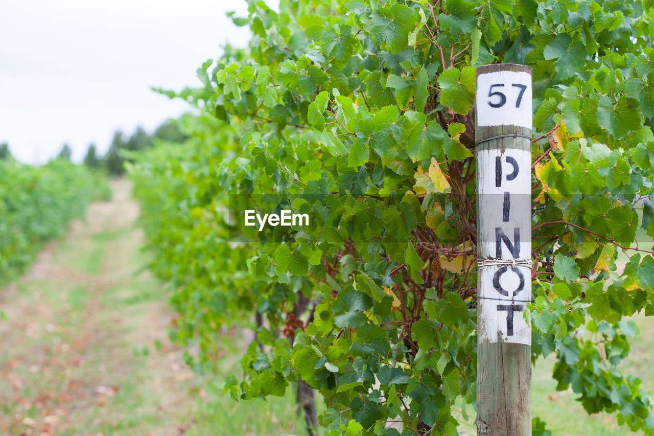 CLOSE-UP OF ROAD SIGN BY PLANTS