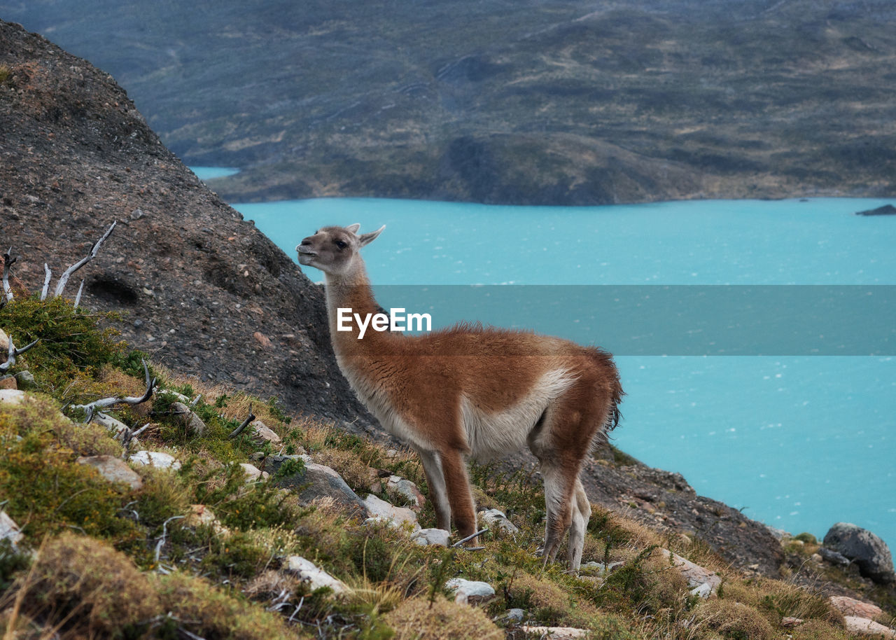 Lion looking away on rock in water