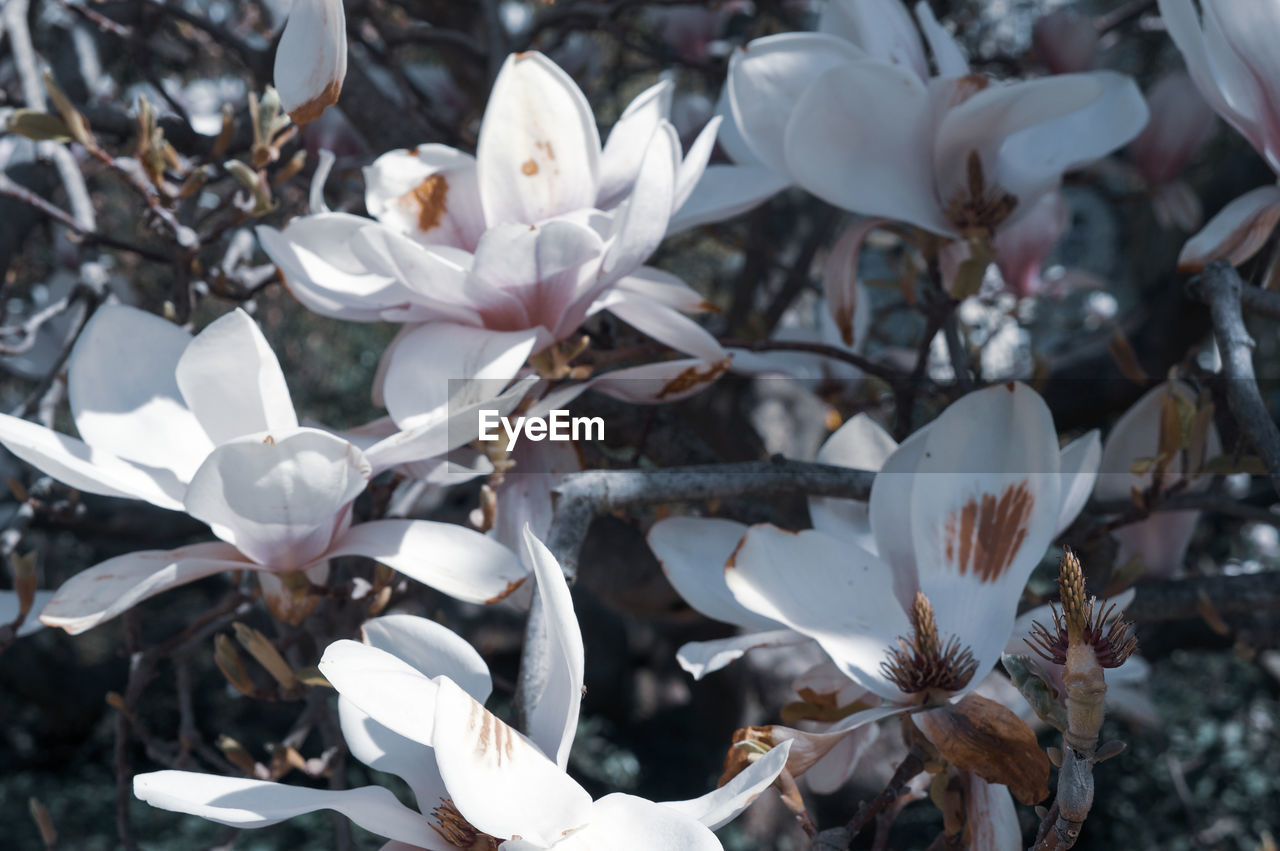 Close-up of white cherry blossoms