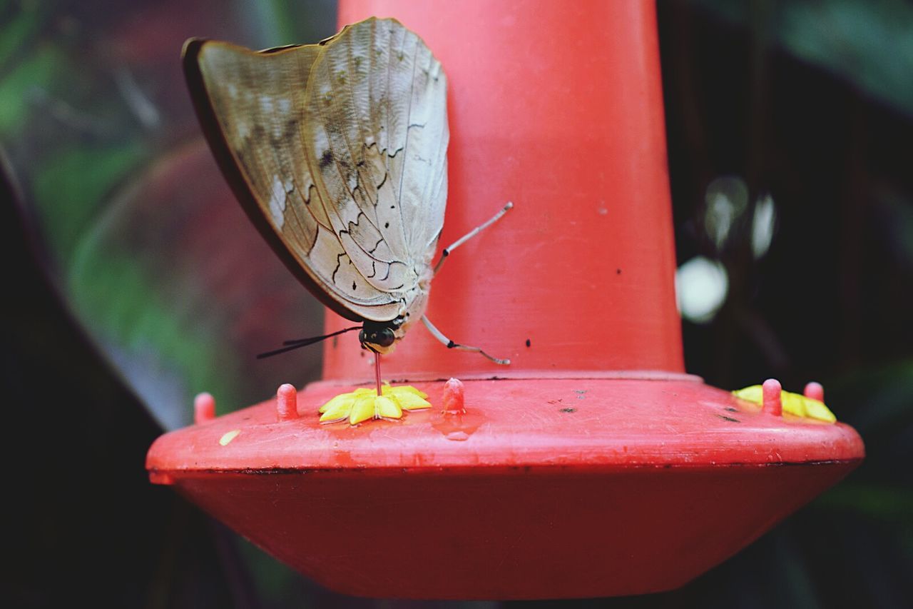 CLOSE-UP OF INSECT PERCHING ON RED