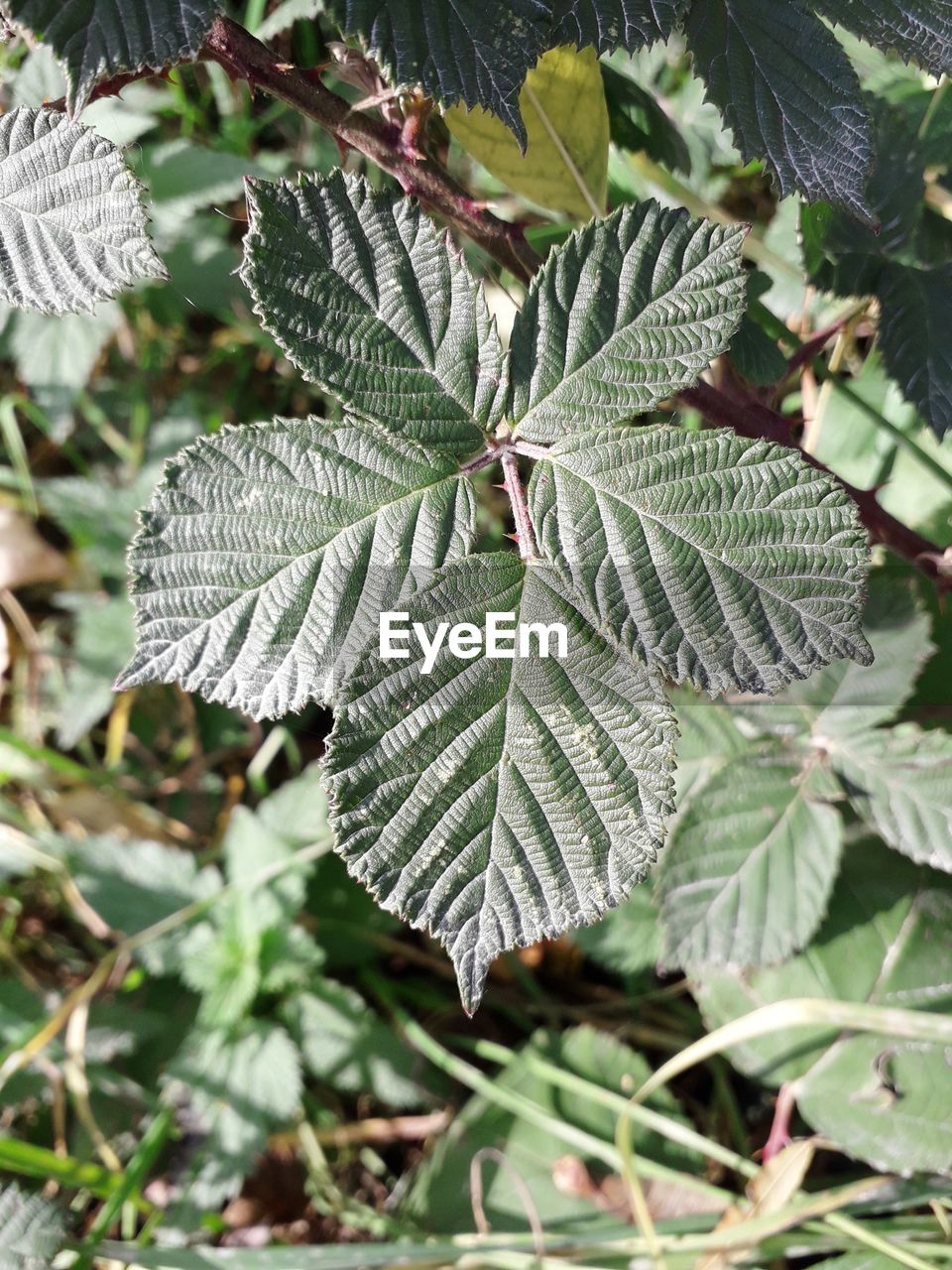 Close-up of green leaves on plant