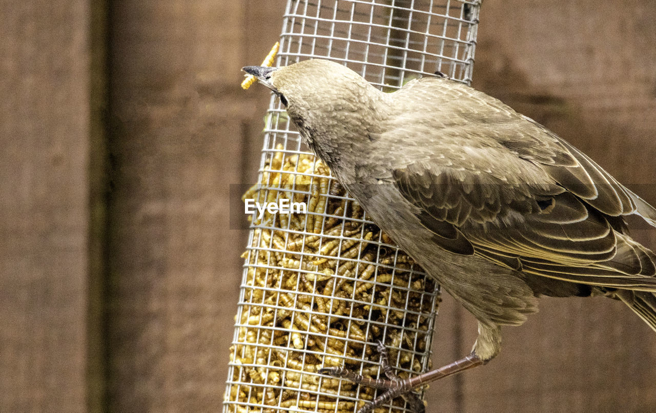 CLOSE-UP OF BIRD PERCHING ON METAL IN CAGE