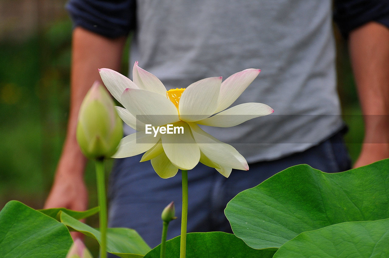 plant, flower, flowering plant, freshness, leaf, plant part, beauty in nature, nature, close-up, green, yellow, one person, adult, midsection, growth, focus on foreground, holding, outdoors, front view, fragility, day, lifestyles, flower head, standing, petal