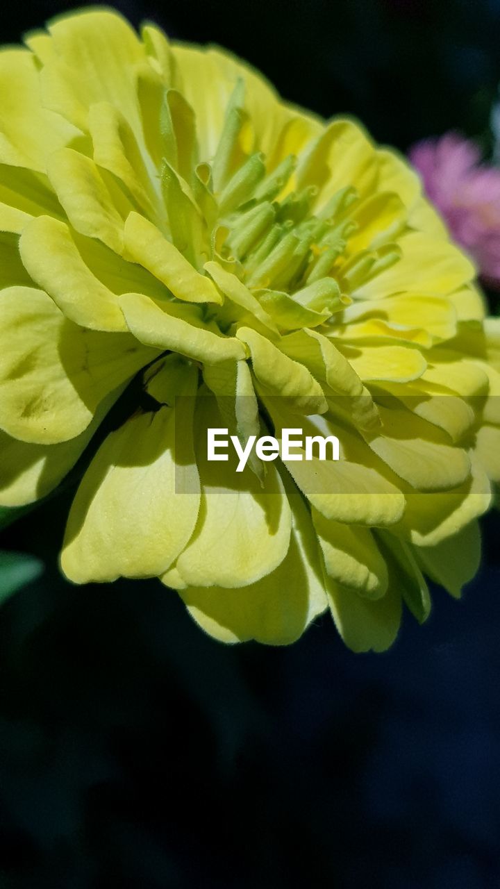 CLOSE-UP OF FLOWERING PLANT