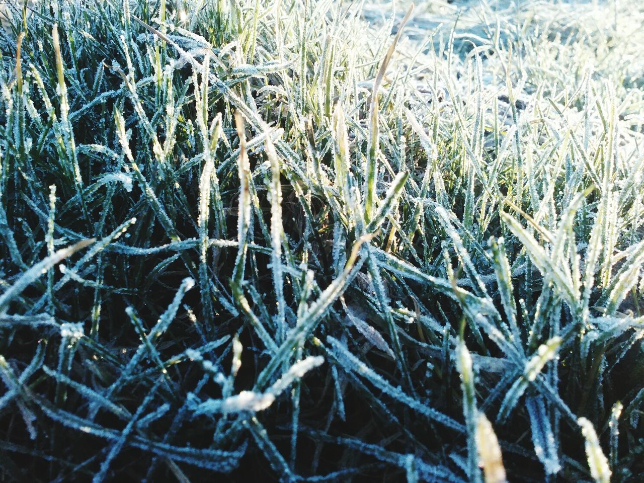 Close-up of plants