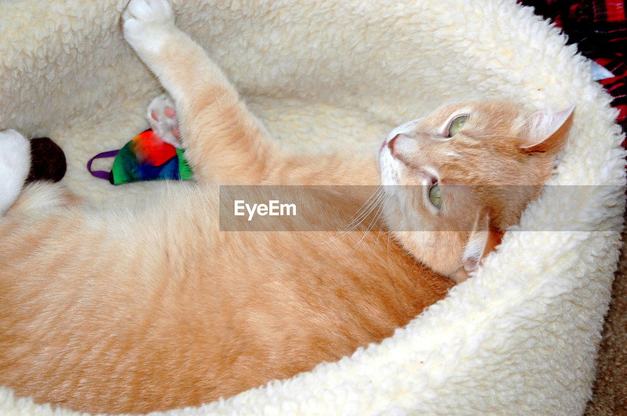 Kitten relaxing at home in his bed.