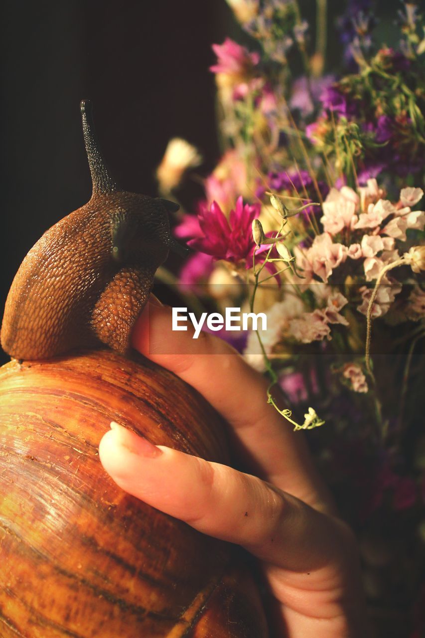 Cropped image of person holding snail by flowering plants outdoors