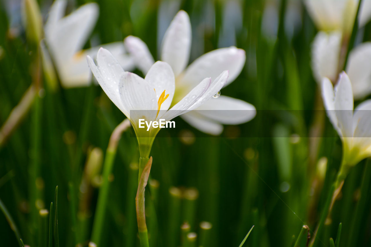 Close-up of white autumn zephyr lily flower on field