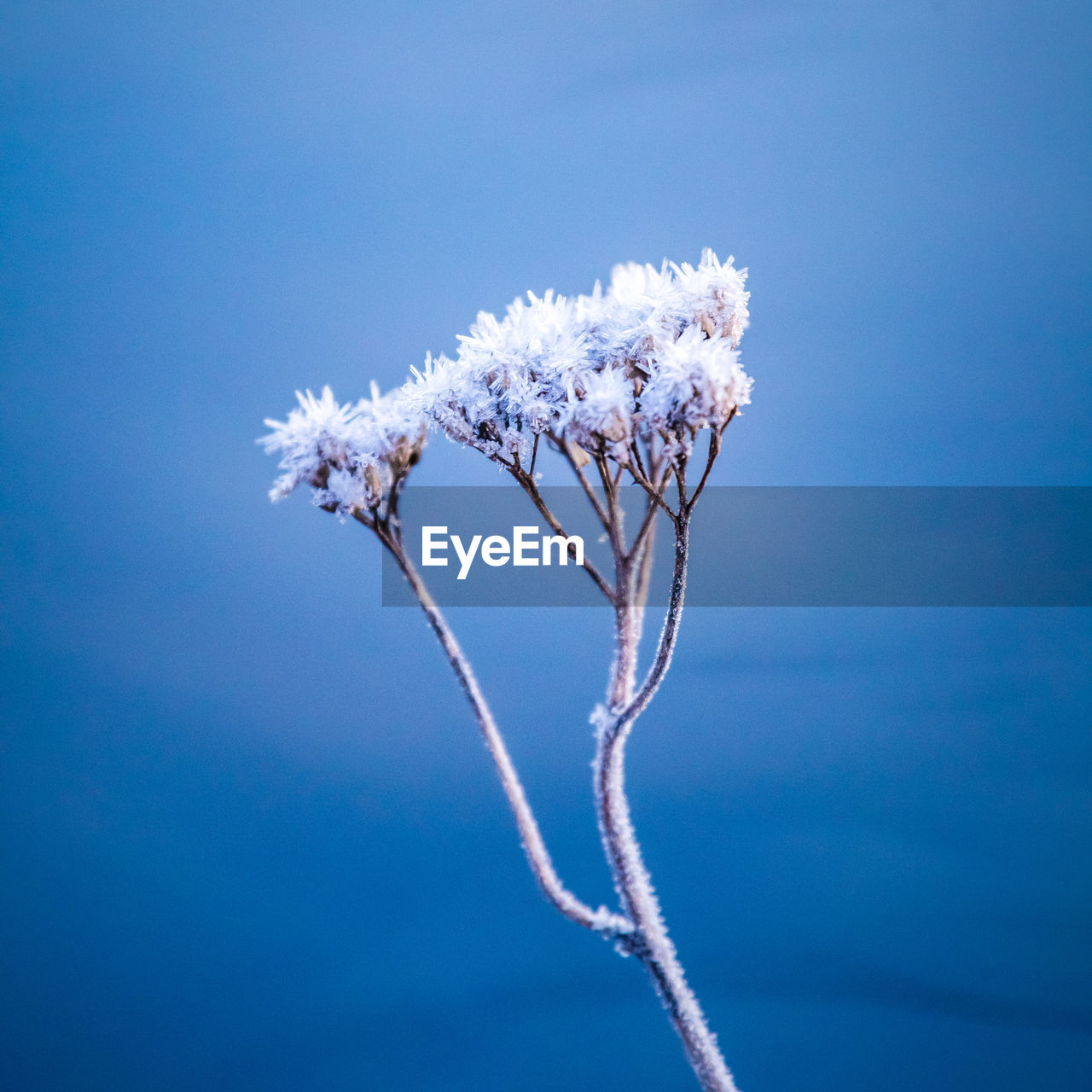 Beautiful winter scenery with a small plants frozen in the pond. 