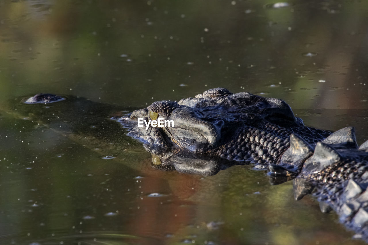 Close -p of a saltwater crocodile floating on the river surface