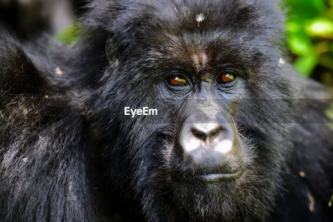 Portrait of a mountain gorilla