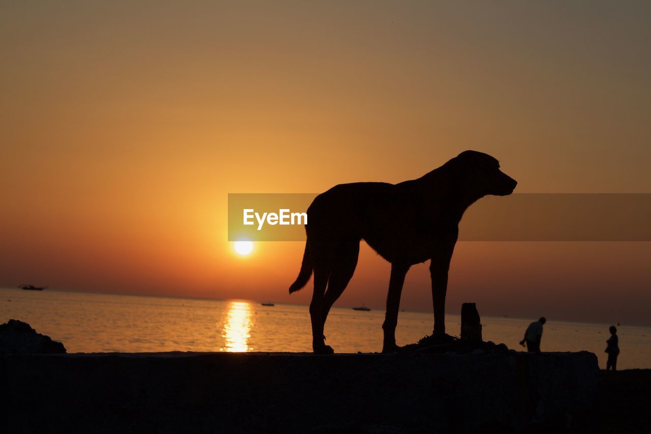 SILHOUETTE HORSE STANDING ON BEACH AGAINST ORANGE SKY