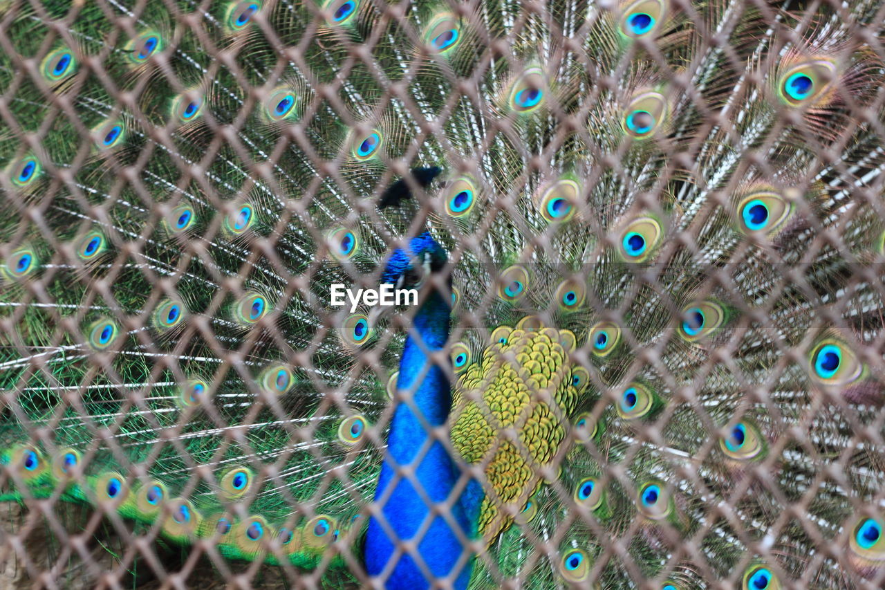 FULL FRAME SHOT OF PEACOCK