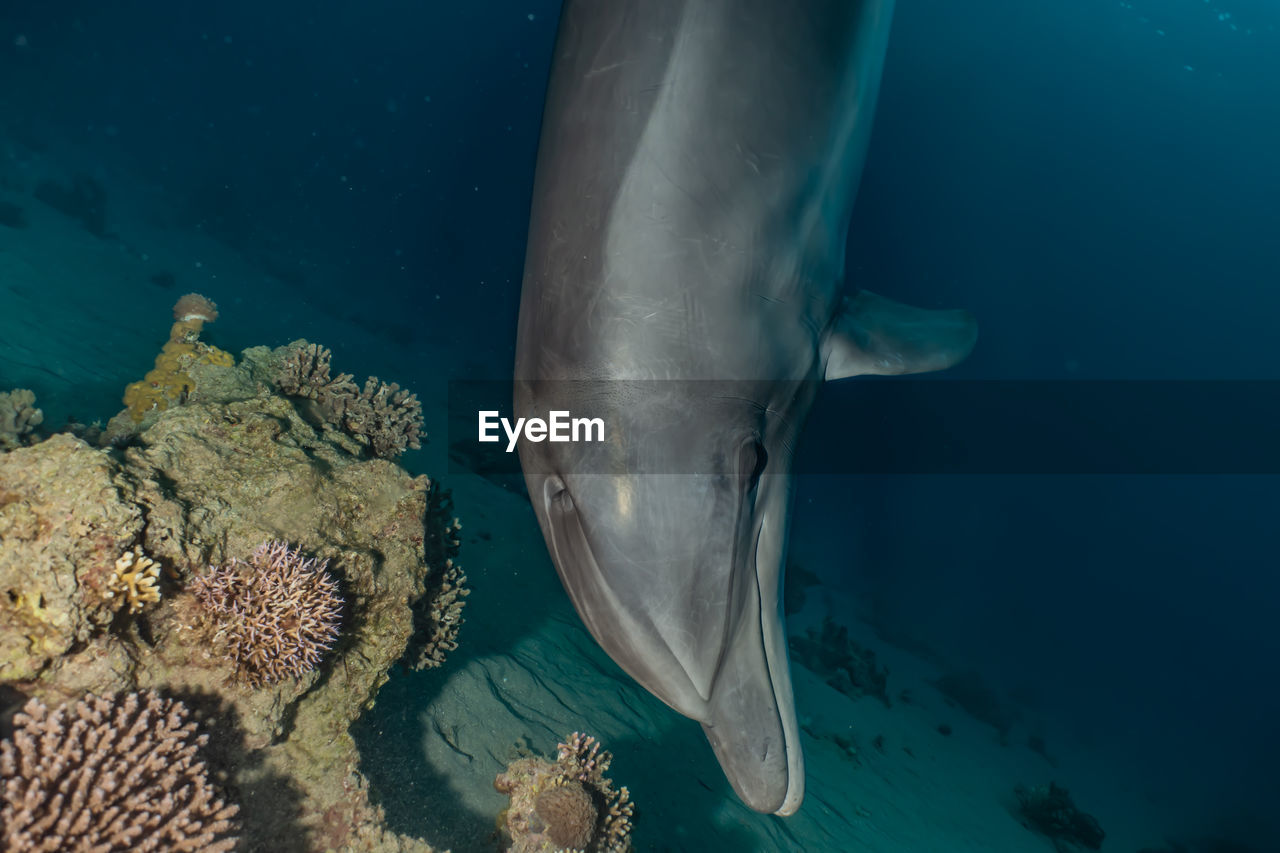 Dolphin swimming with divers in the red sea, eilat israel