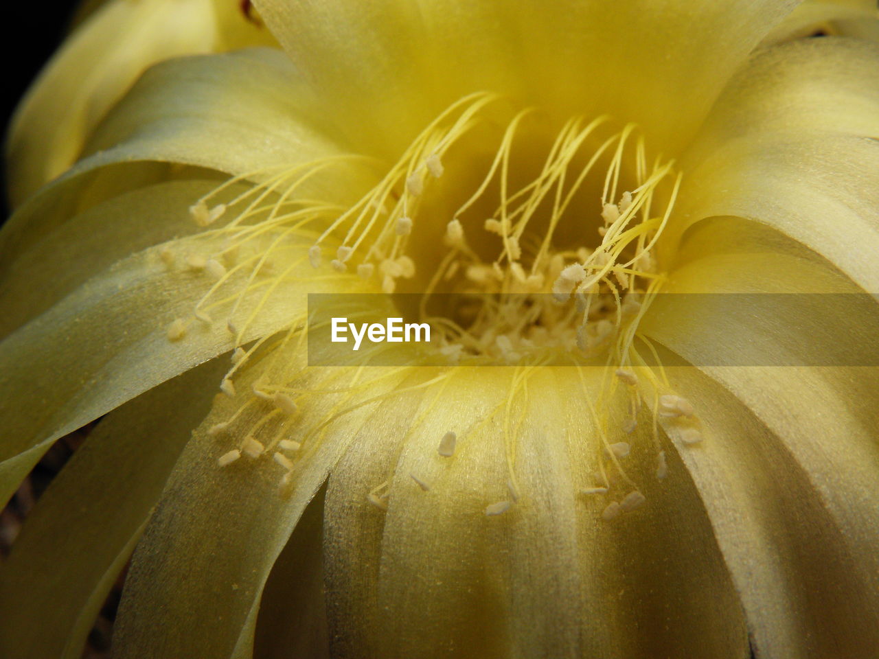 FULL FRAME SHOT OF YELLOW FLOWER