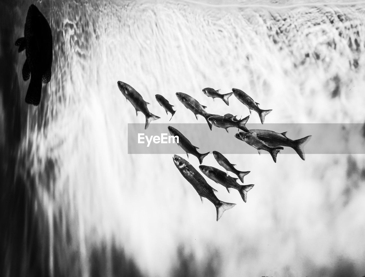 BIRD FLYING OVER WATER AGAINST SKY