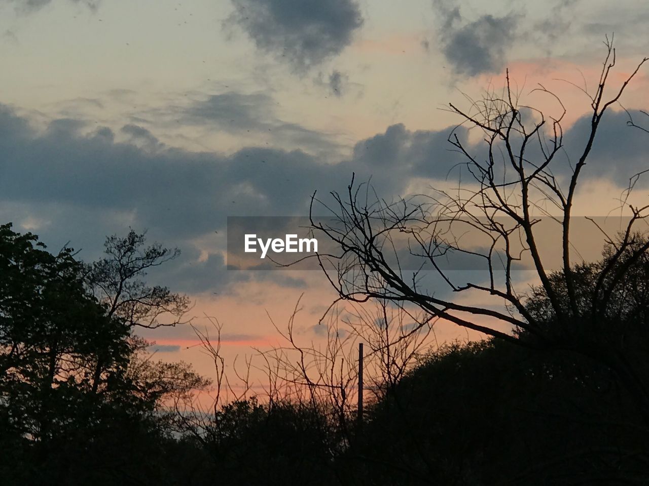 SILHOUETTE OF BARE TREES AGAINST SKY