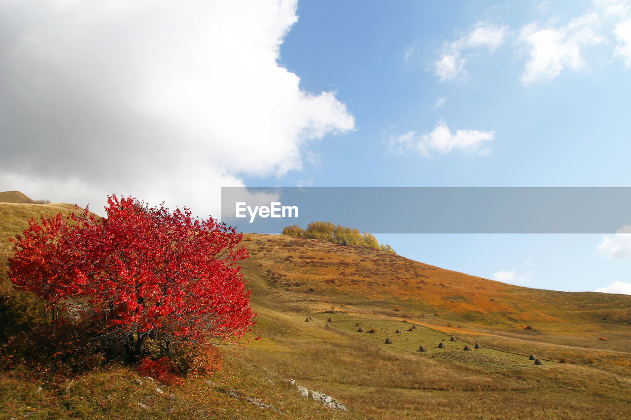 View on countryside in mountains with fields and trees in fall foliage. caucasus mountains, georgia.