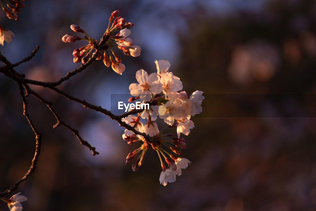 Close-up of cherry blossoms on tree