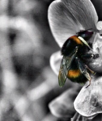 CLOSE-UP OF HONEY BEE POLLINATING FLOWER