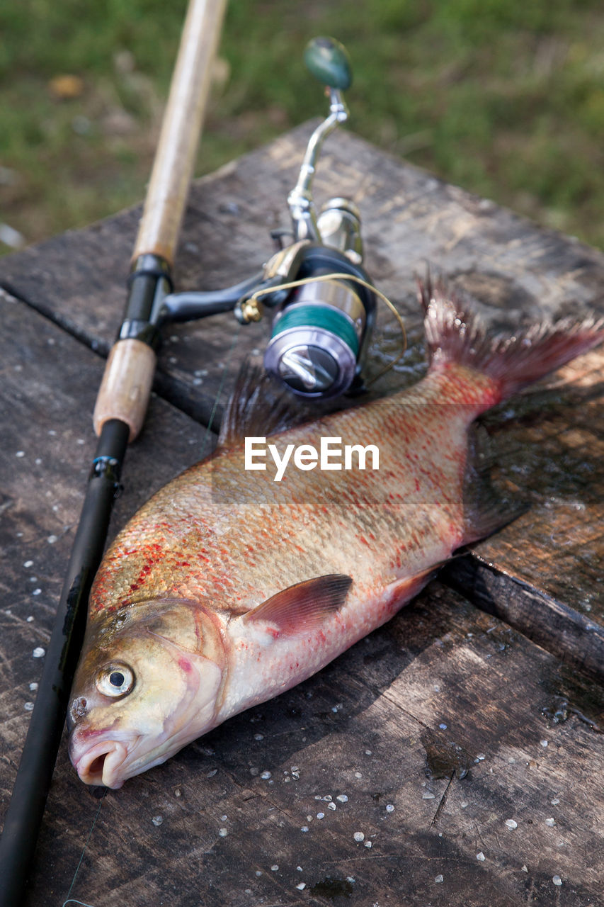 HIGH ANGLE VIEW OF FISH ON WOOD