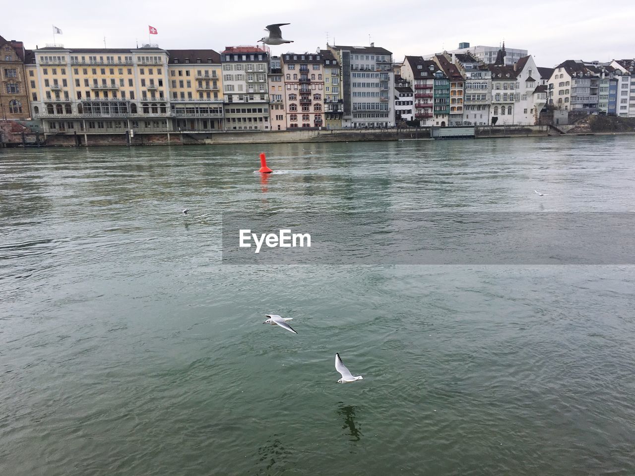 HIGH ANGLE VIEW OF SWAN SWIMMING IN SEA AGAINST BUILDINGS