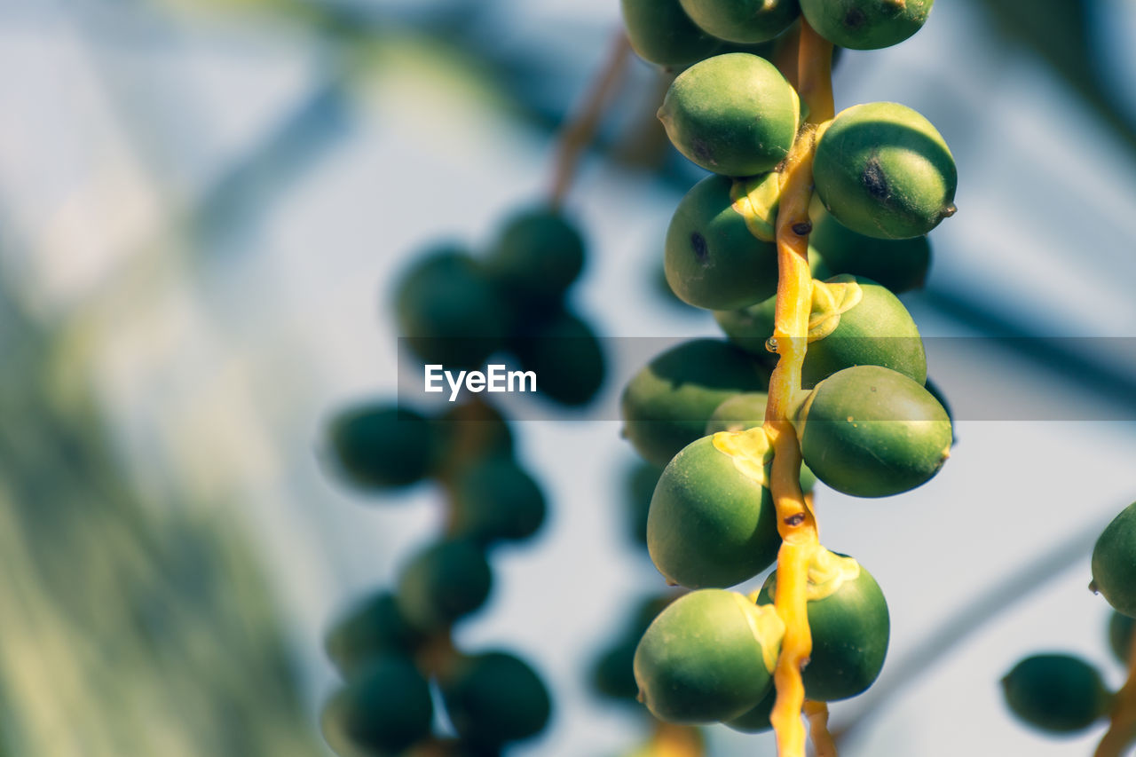 CLOSE-UP OF BERRIES GROWING ON PLANT