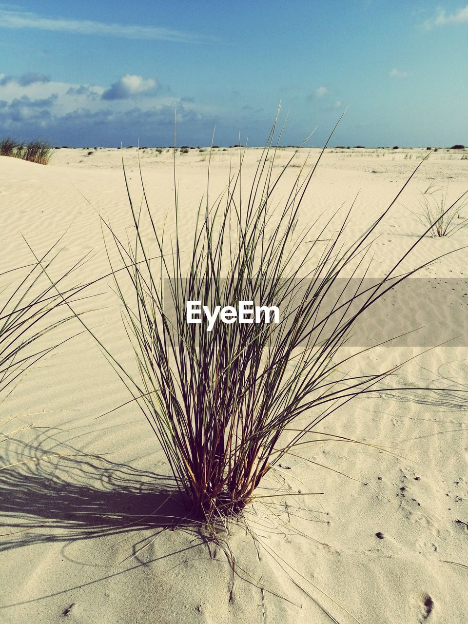 PLANT GROWING ON SAND DUNE