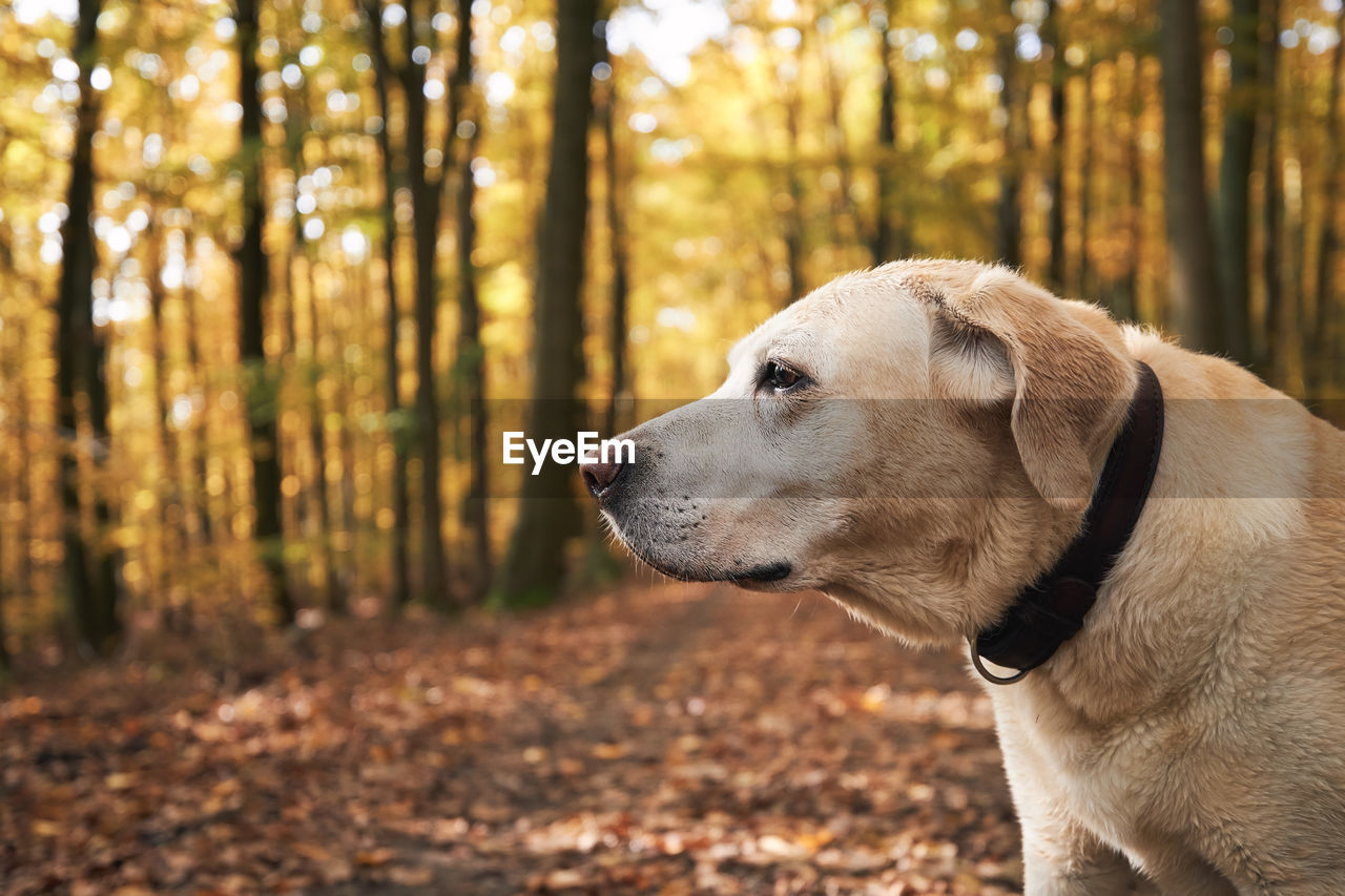 Dog during walk in autumn forest. portrait of old yellow labrador retriever.