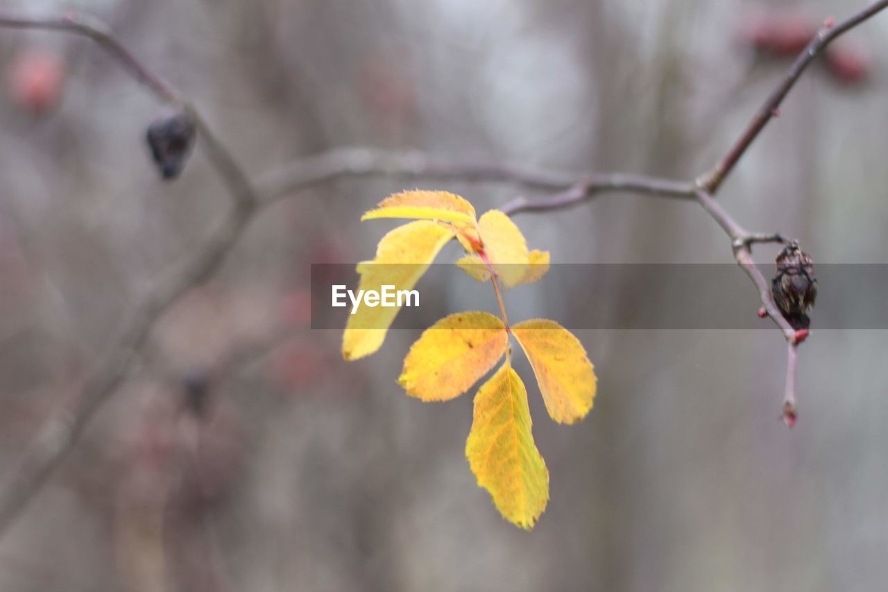 Close-up of yellow flowering plant