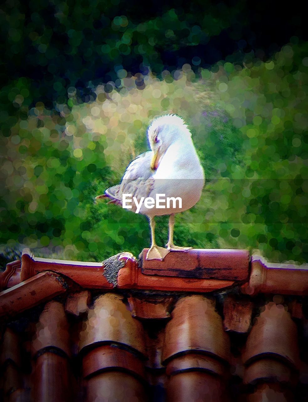 CLOSE-UP OF BIRD ON WALL