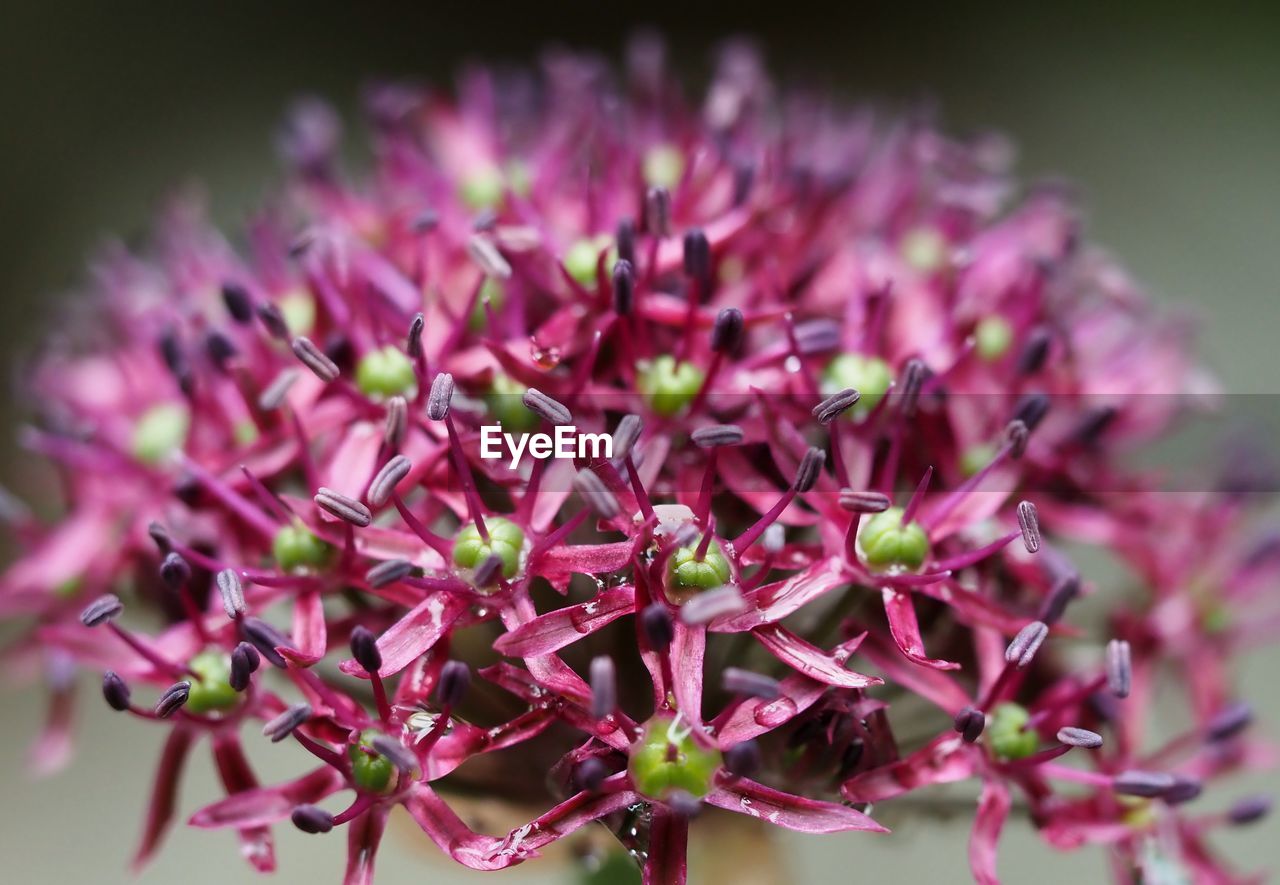 CLOSE-UP OF PINK FLOWERS