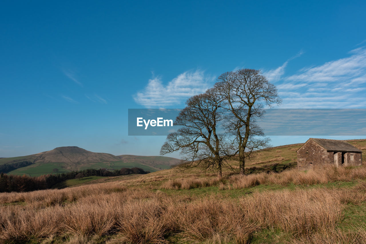 TREES ON FIELD AGAINST BLUE SKY