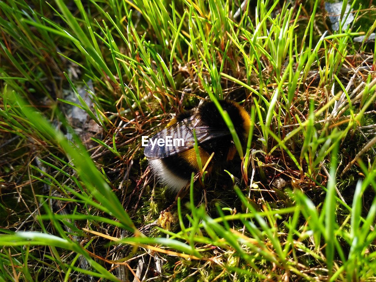 HIGH ANGLE VIEW OF BUTTERFLY ON GRASS IN FIELD