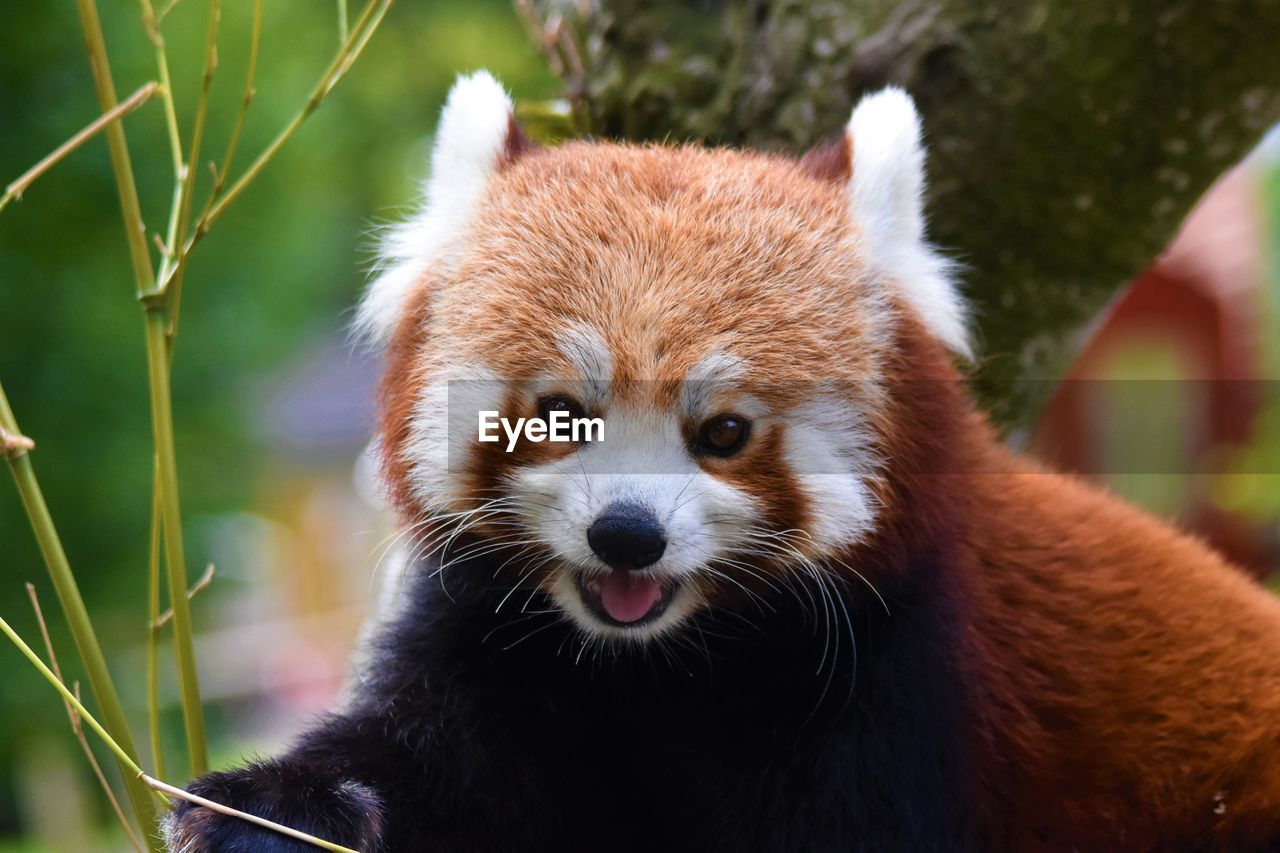 CLOSE-UP PORTRAIT OF A YOUNG ANIMAL