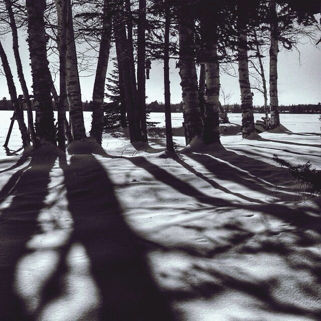 Shadow of trees on road
