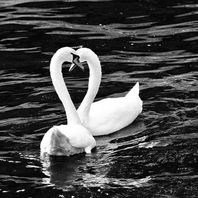 SWAN ON LAKE