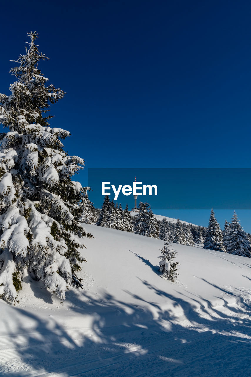 SNOW COVERED TREE AND MOUNTAIN AGAINST SKY