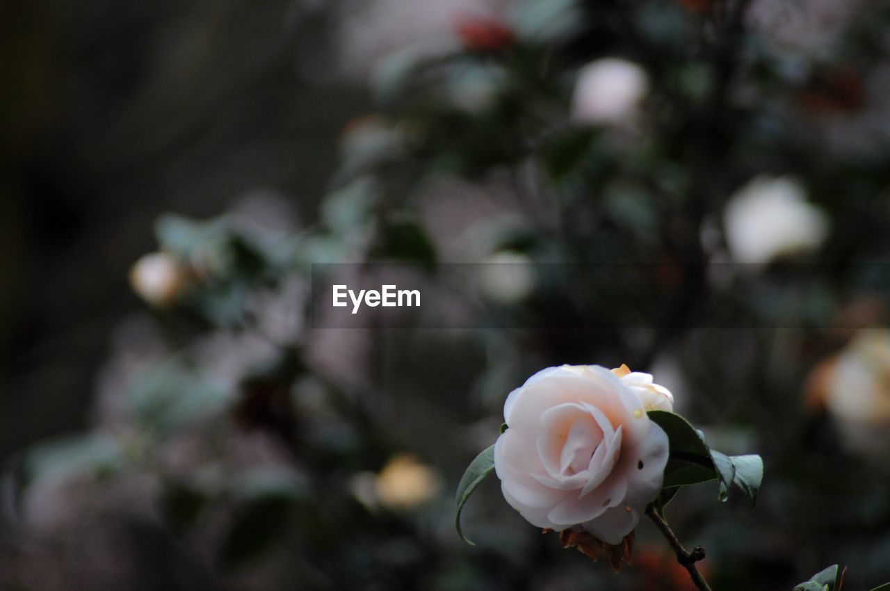 Close-up of white rose