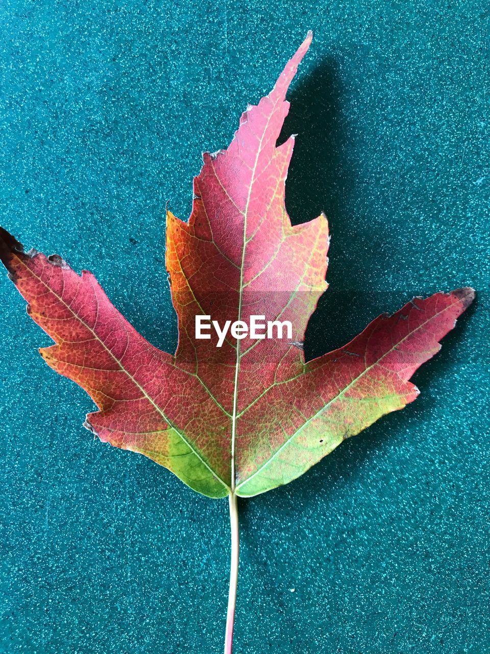 High angle view of maple leaf during autumn