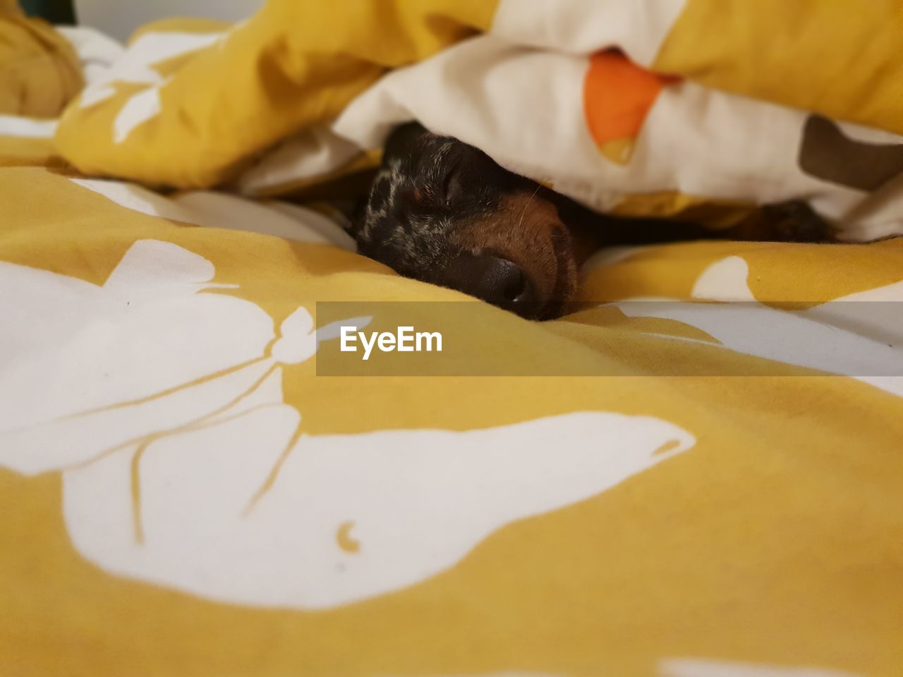 HIGH ANGLE VIEW OF A CAT ON BED