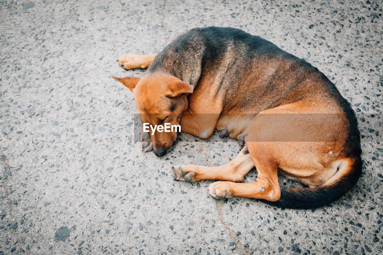 High angle view of dog sleeping