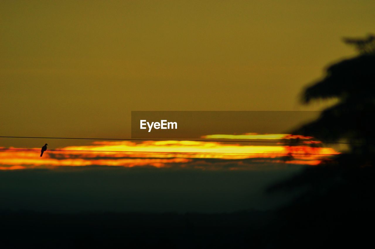 SILHOUETTE OF TREES AT SUNSET