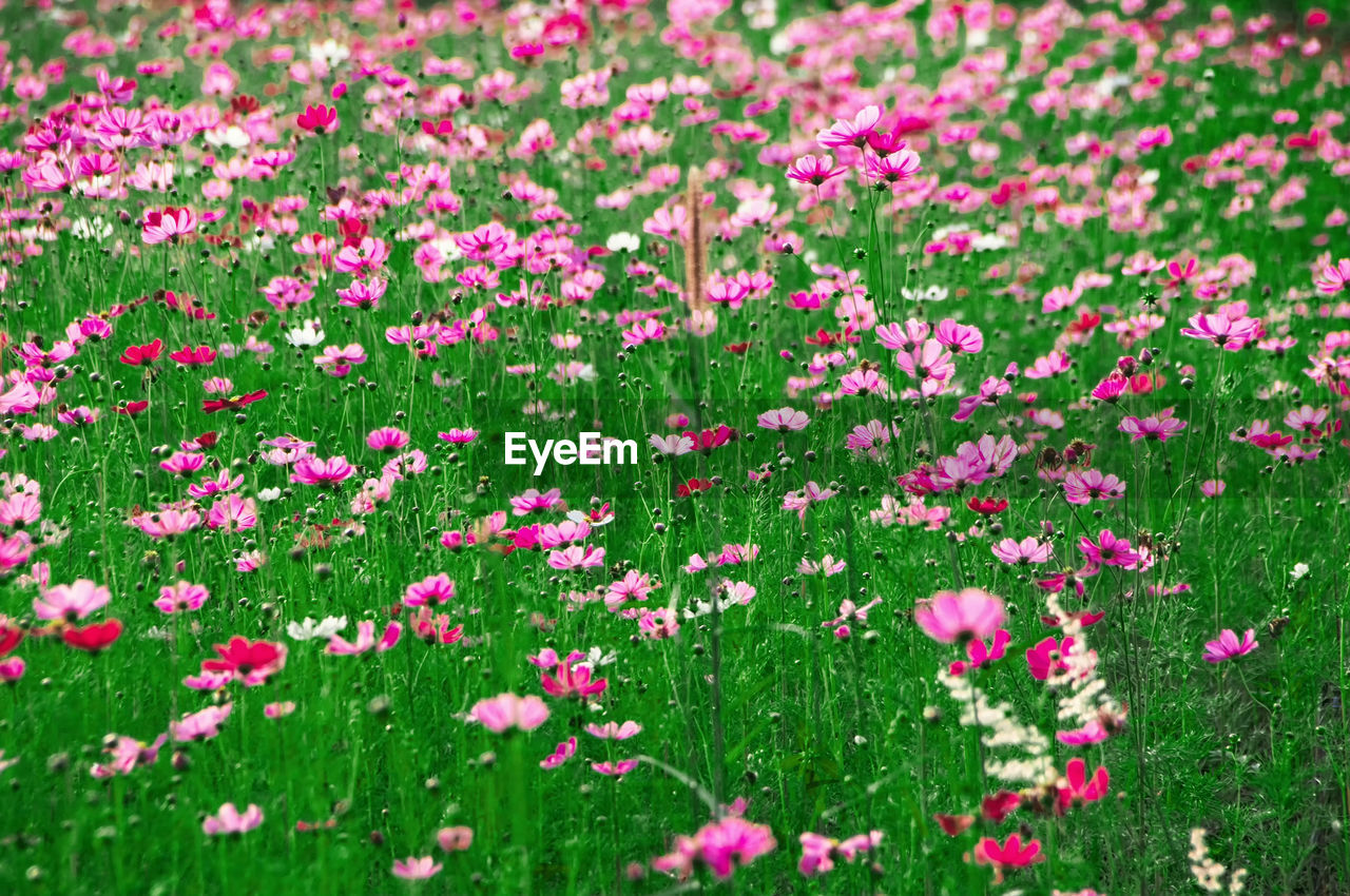 Close-up of pink flowering plants on field