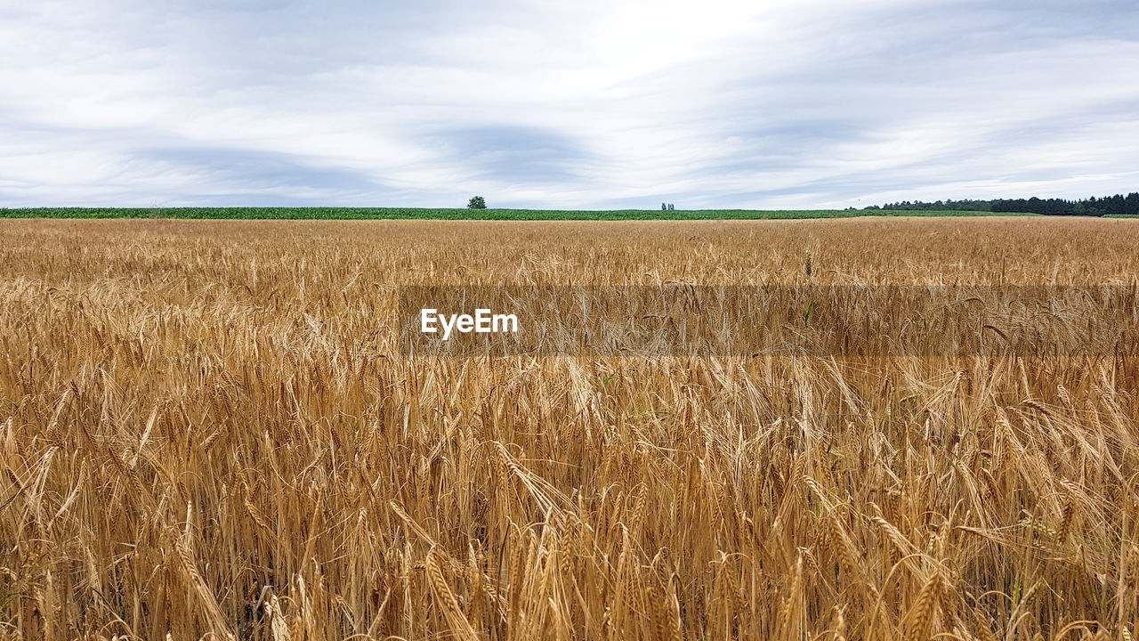 VIEW OF FIELD AGAINST SKY