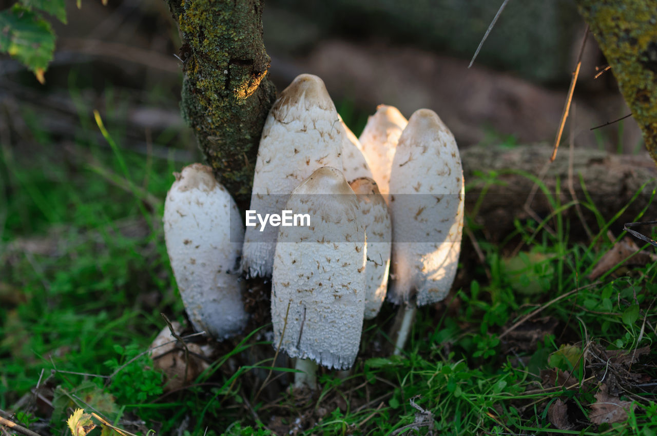 CLOSE-UP OF MUSHROOM GROWING IN FIELD